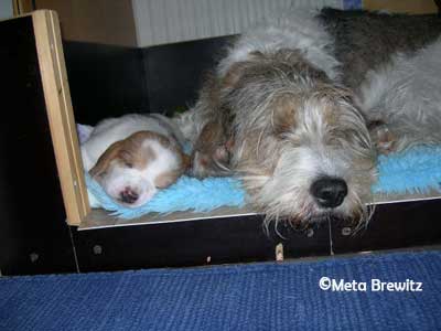Morris & Vittra sover